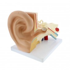 Middle Ear Model, 4x Life Size, 3parts